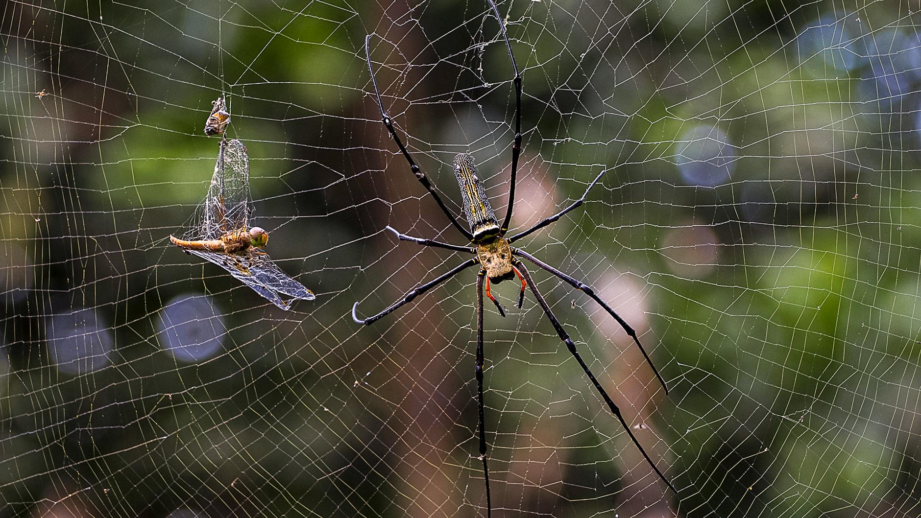 Asian team of professionals collaborating over laptops in a Singapore office